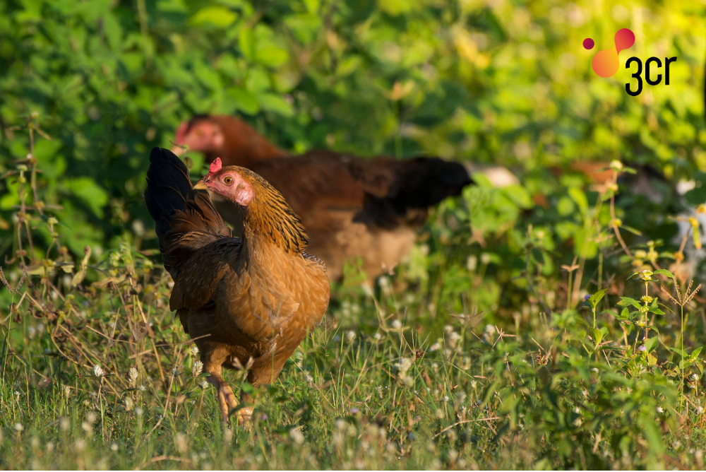 Poultry_Genetics