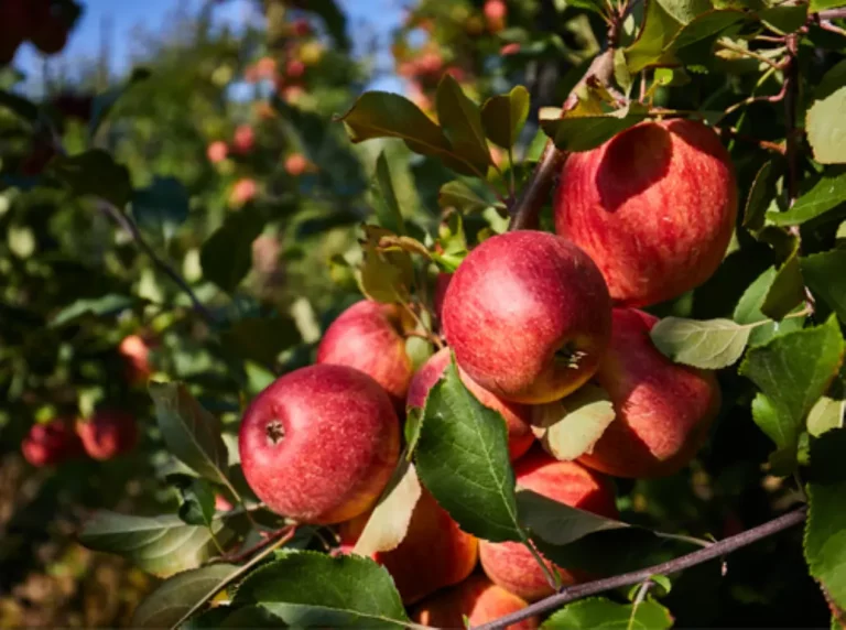 Apple DNA prepared for SNP analysis