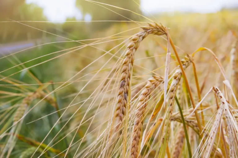Hordeum samples for genetic SNP genotyping