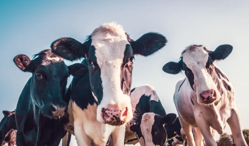 Bovine SNP panels for genetic research