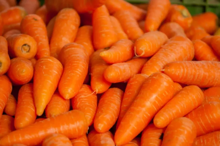 Carrot DNA samples prepared for SNP testing