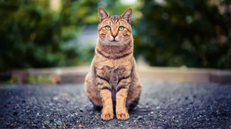 Cat SNP genotyping panel for DNA research