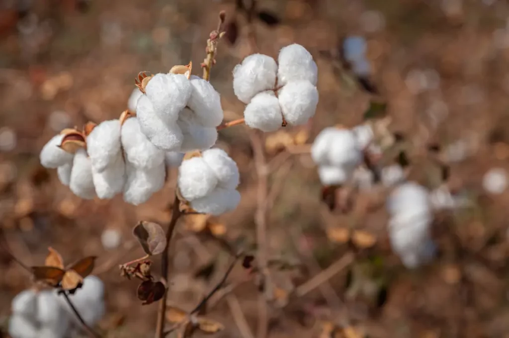 Cotton samples ready for SNP DNA testing