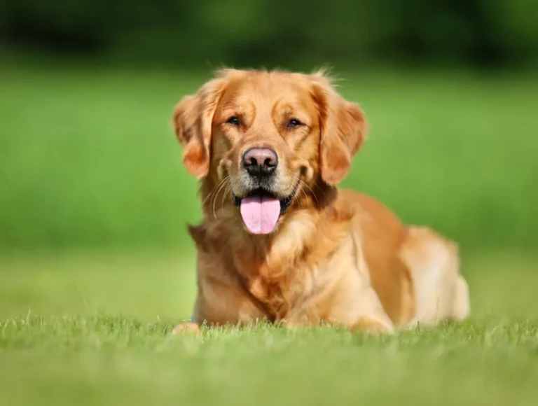 Dog SNP panels designed for genetic research