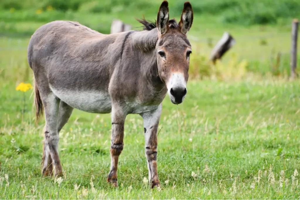 Donkey DNA prepared for SNP genetic analysis