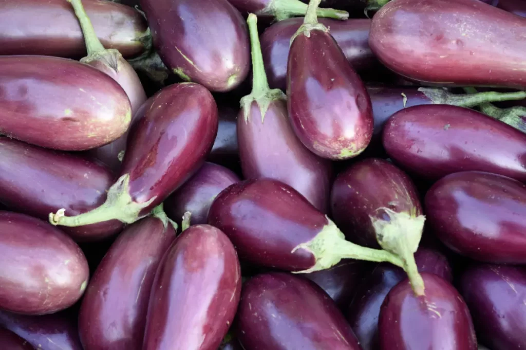 Eggplant DNA samples prepared for SNP genotyping