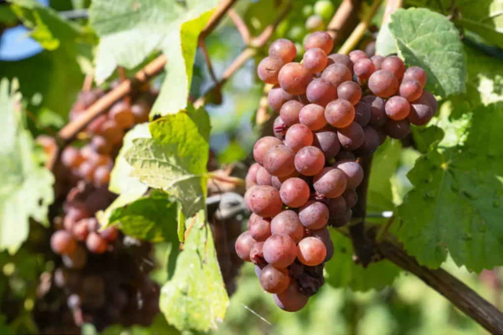 Grape leaf prepared for DNA SNP analysis