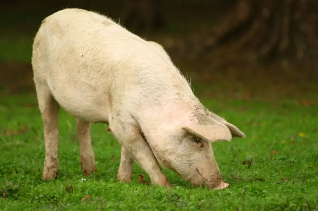 Porcine SNP genotyping panel for DNA analysis