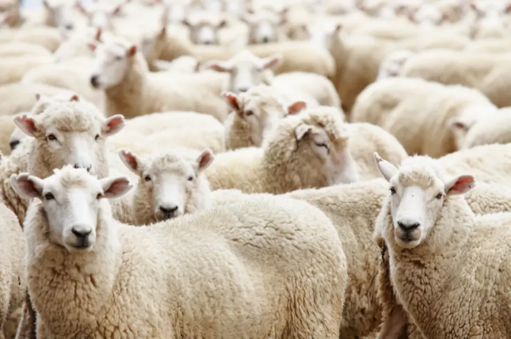 Sheep DNA samples prepared for SNP testing