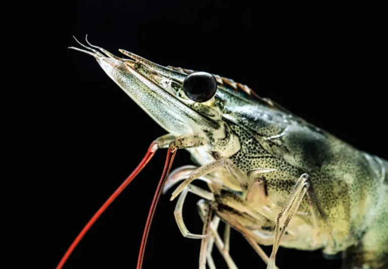 Shrimp DNA prepared for SNP genotyping