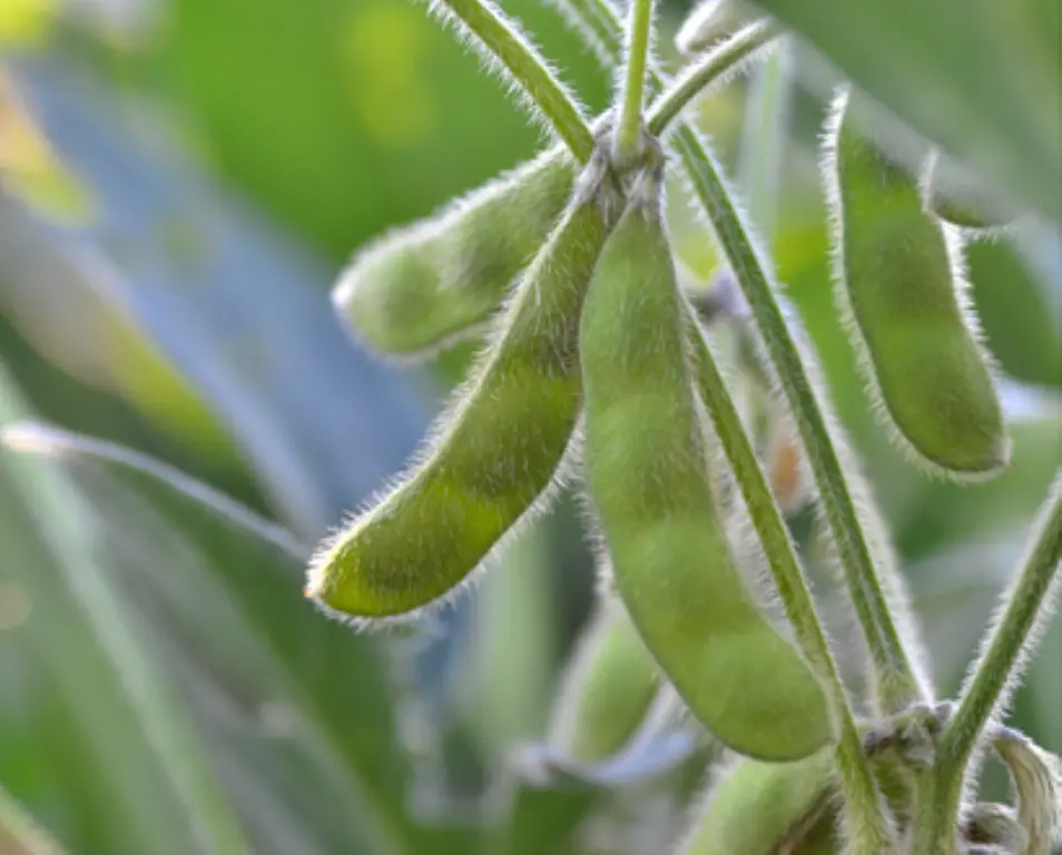 Soybean SNP panels designed for DNA analysis