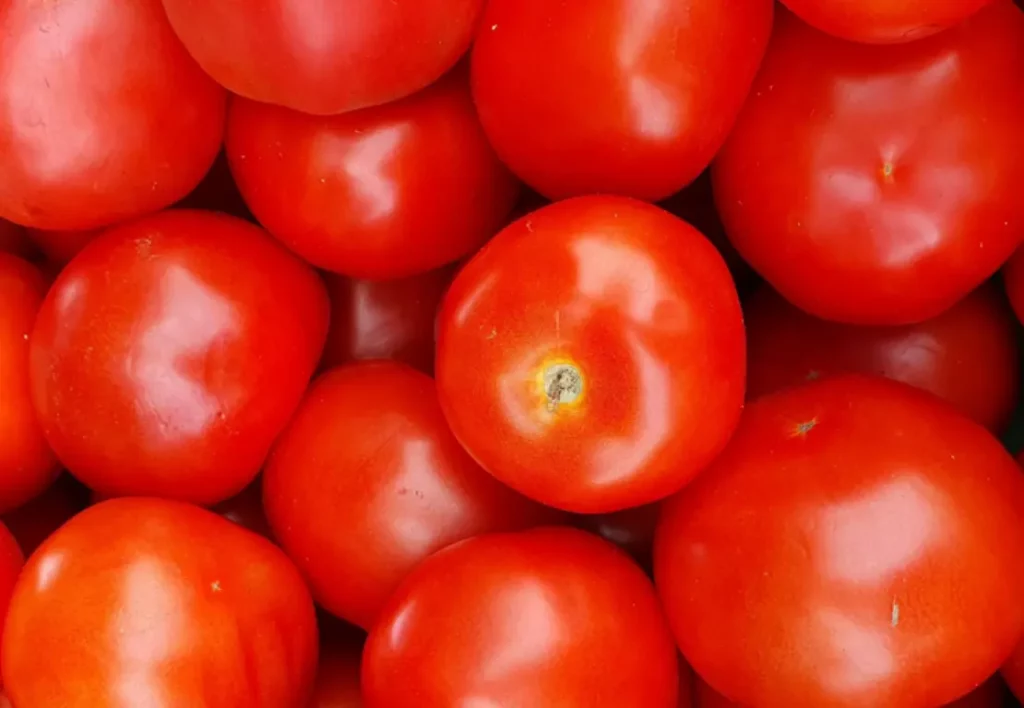 Tomato DNA samples prepared for SNP analysis