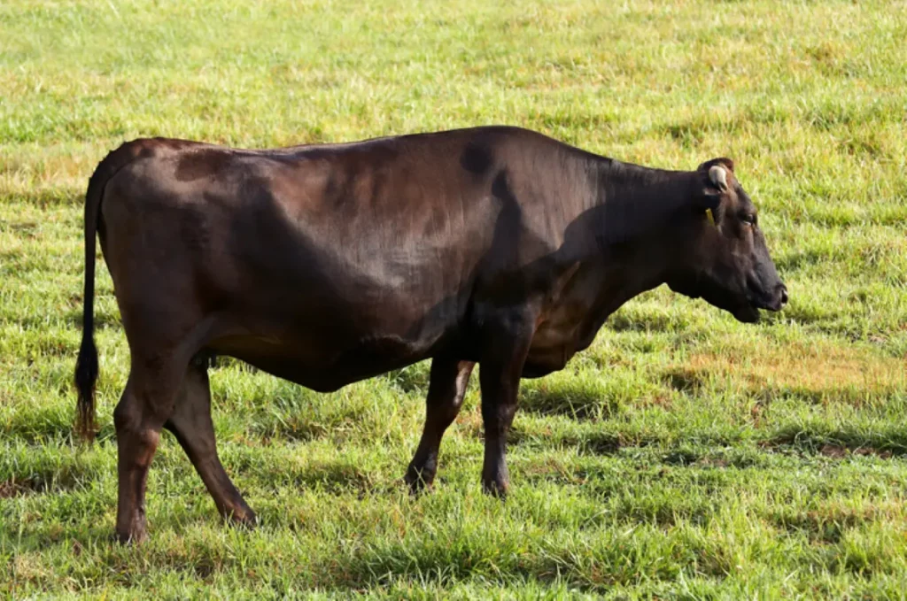 Wagyu SNP panels for genetic DNA analysis