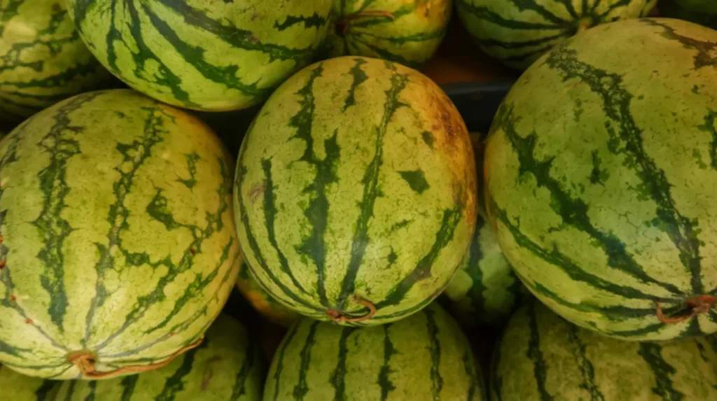 Watermelon leaf prepared for SNP DNA genotyping