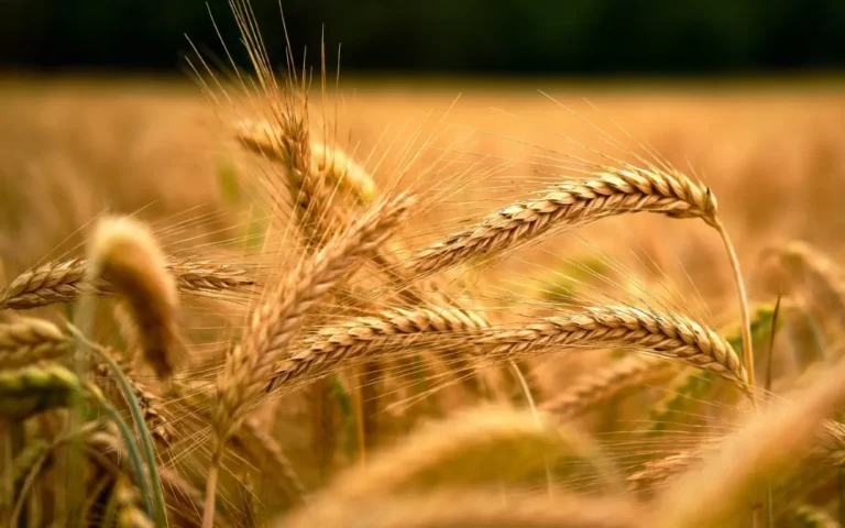 Wheat samples prepared for SNP genetic analysis
