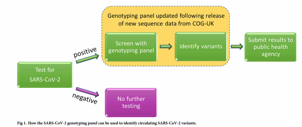 A workflow showing how SARS-CoV-2 PCR genotyping can be used to identify circulating SARS-CoV-2 variants for pathogen detection and monitoring.